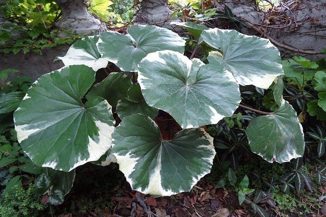 Boina de vasco variegada - Farfugium japonicum argenteum - Argentea variegata - El Nou Garden