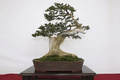 Boj común - Buxus sempervirens - Bonsai - El Nou Garden
