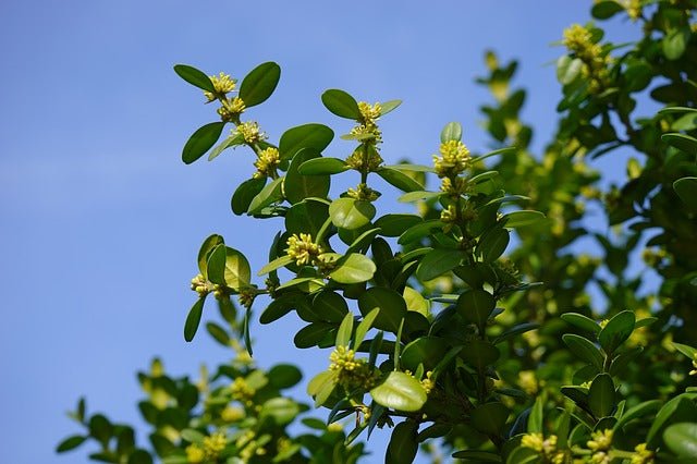 Boj común - Buxus sempervirens - El Nou Garden