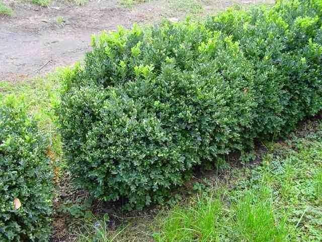Boj común - Buxus sempervirens - El Nou Garden