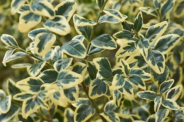 Boj común Aureovariegata - Buxus sempervirens aureovariegata - El Nou Garden