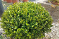 Boj común Rotundifolia - Buxus sempervirens - El Nou Garden
