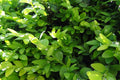 Boj enano - Buxus sempervirens suffruticosa - El Nou Garden