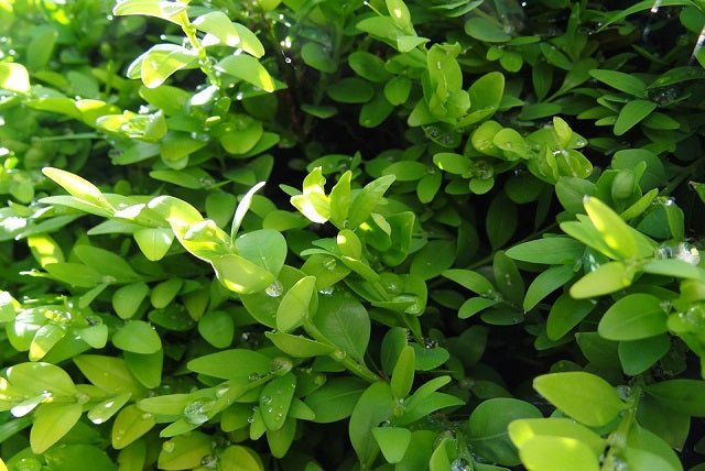 Boj enano - Buxus sempervirens suffruticosa - El Nou Garden