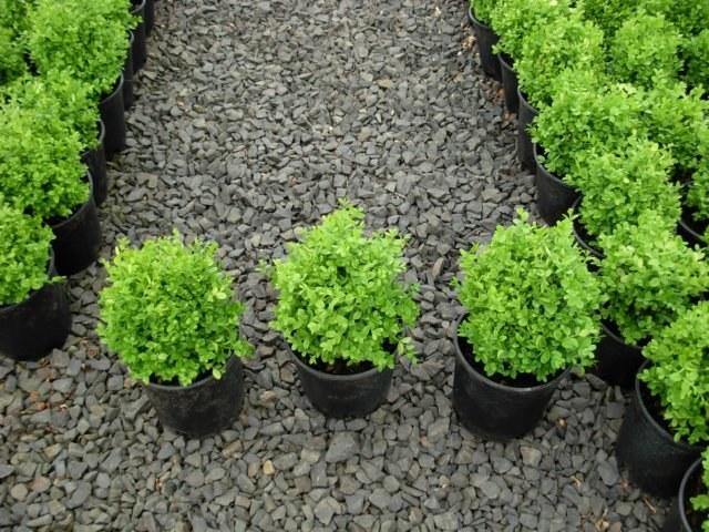 Boj enano - Buxus sempervirens suffruticosa - El Nou Garden