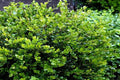 Boj japónico Faulkner - Buxus microphylla Faulkner - El Nou Garden