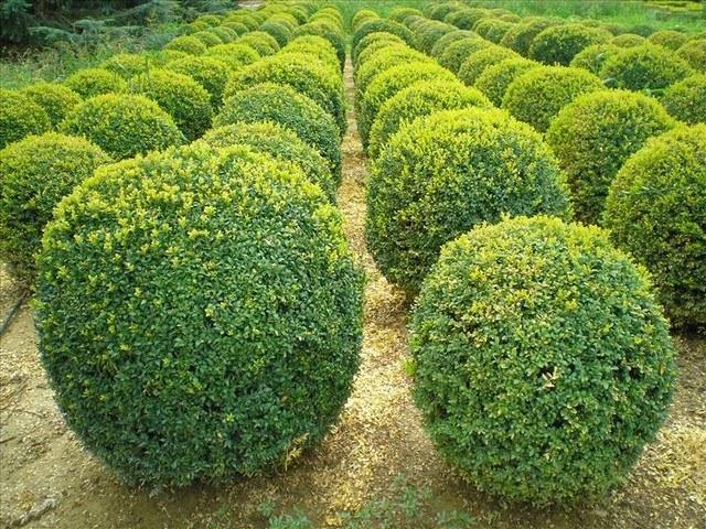 Boj japónico Faulkner - Buxus microphylla Faulkner - El Nou Garden