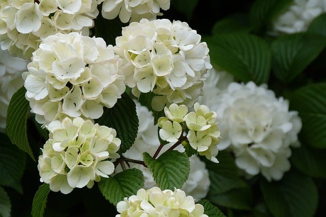 Bola de nieve - Viburnum opulus - Sauquillo - El Nou Garden