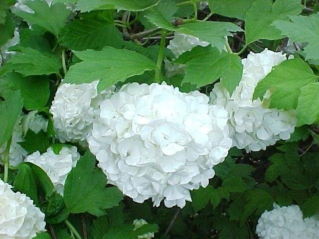 Bola de nieve - Viburnum opulus - Sauquillo - El Nou Garden
