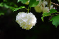 Bola de nieve Roseum - Viburnum opulus roseum - El Nou Garden