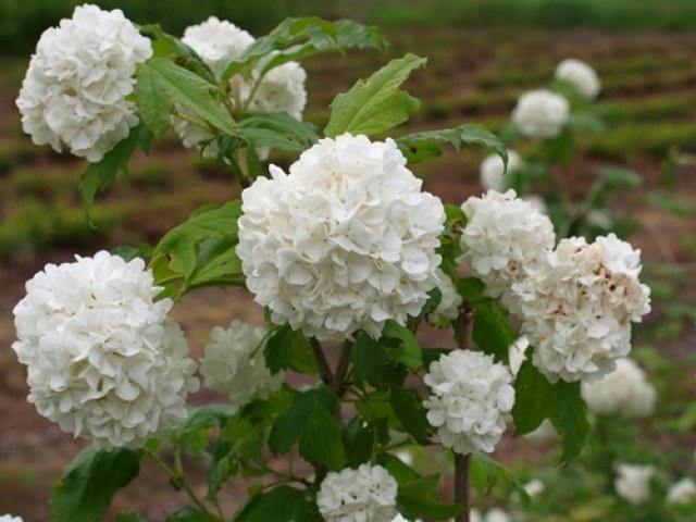 Bola de nieve Roseum - Viburnum opulus roseum - El Nou Garden