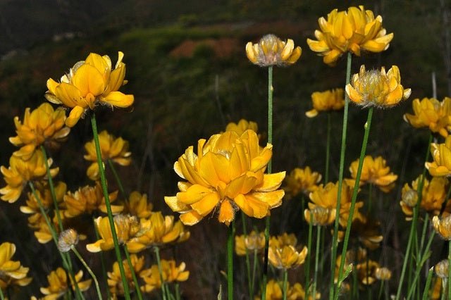 Bolina - Genista umbellata - Bollina - El Nou Garden
