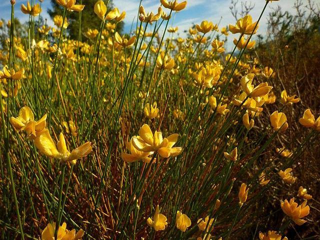 Bolina - Genista umbellata - Bollina - El Nou Garden