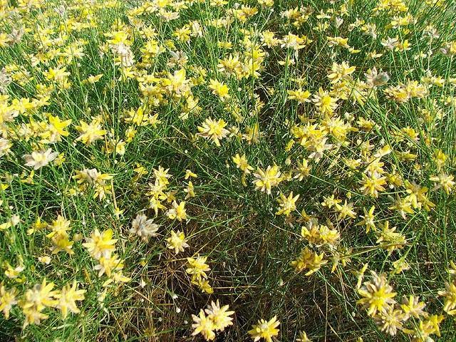 Bolina - Genista umbellata - Bollina - El Nou Garden