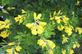 Bolina Porlock - Genista umbellata Porlock - El Nou Garden