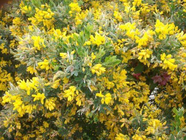 Bolina Porlock - Genista umbellata Porlock - El Nou Garden