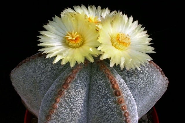 Bonete del obispo Onzuka - Astrophytum myriostigma - El Nou Garden
