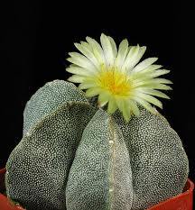 Bonete del obispo Onzuka - Astrophytum myriostigma - El Nou Garden