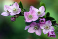 Boronia Crenulata - El Nou Garden