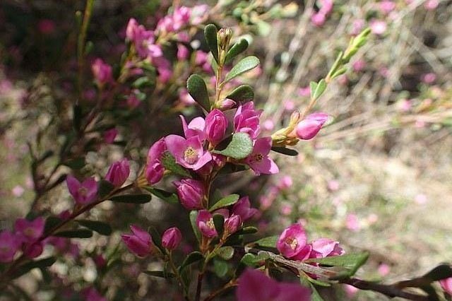 Boronia Crenulata - El Nou Garden