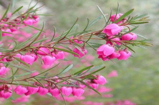 Boronia Heterophylla - El Nou Garden