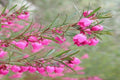Boronia Heterophylla - El Nou Garden