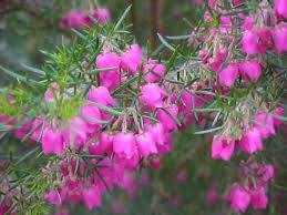 Boronia Heterophylla - El Nou Garden