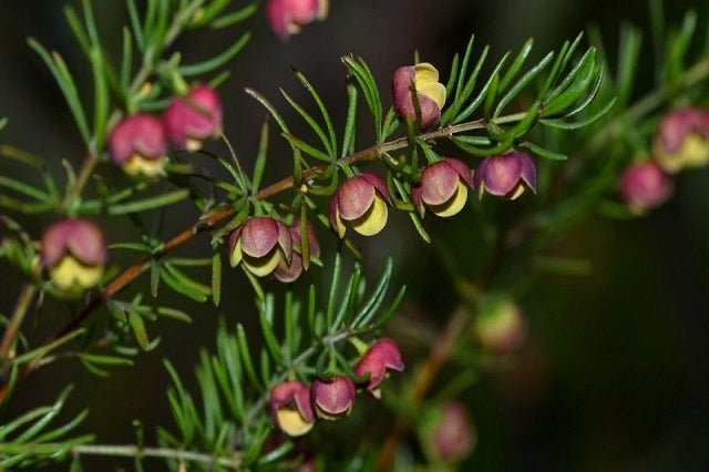 Boronia Megastigma - El Nou Garden