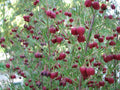 Boronia Megastigma - El Nou Garden