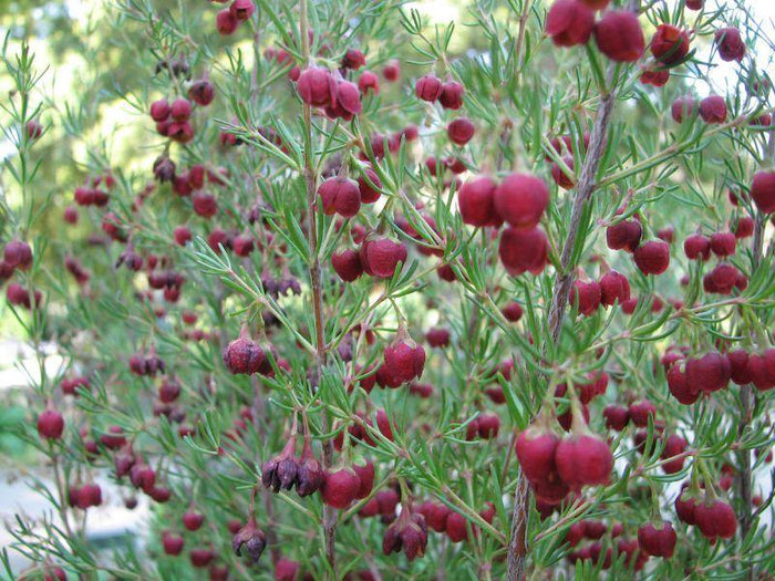 Boronia Megastigma - El Nou Garden