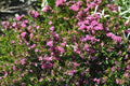 Boronia Serrulata - El Nou Garden