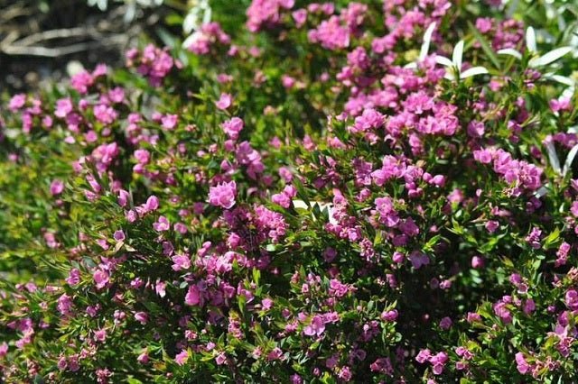 Boronia Serrulata - El Nou Garden