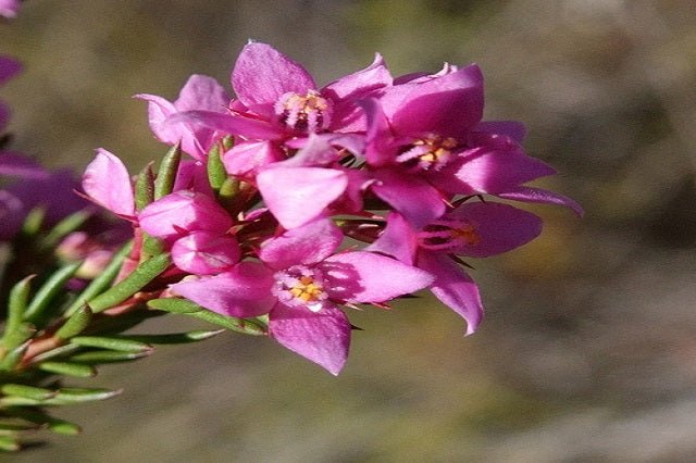 Boronia Spathulata - El Nou Garden