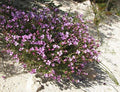 Boronia Spathulata - El Nou Garden