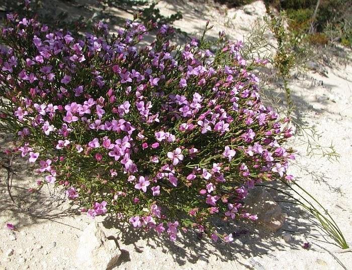 Boronia Spathulata - El Nou Garden
