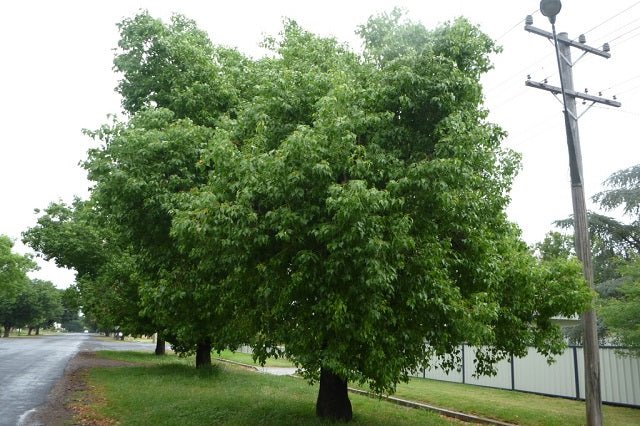 Braquiquito - Brachychiton populneus - Kurrajong - El Nou Garden