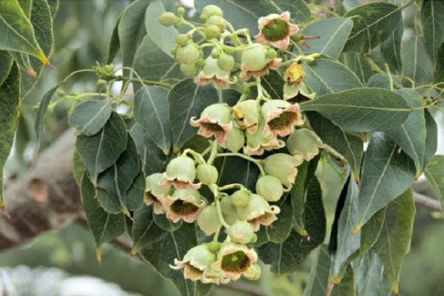 Braquiquito - Brachychiton populneus - Kurrajong - El Nou Garden