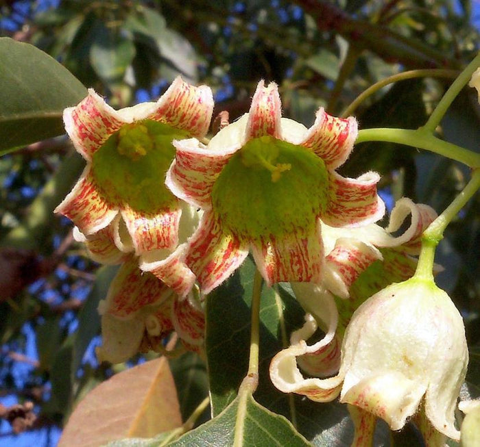 Braquiquito - Brachychiton populneus - Kurrajong - El Nou Garden