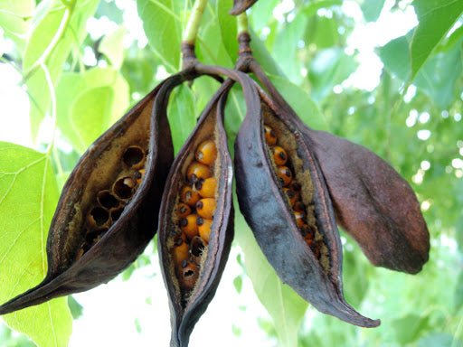 Braquiquito - Brachychiton populneus - Kurrajong - El Nou Garden