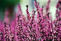 Brezo - Brecina - Calluna vulgaris - El Nou Garden