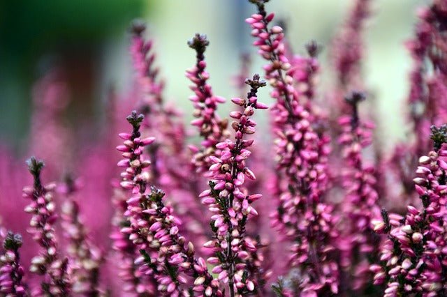 Brezo - Brecina - Calluna vulgaris - El Nou Garden