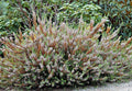 Brezo - Erica vagans - El Nou Garden