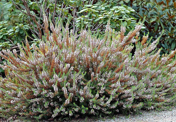 Brezo - Erica vagans - El Nou Garden