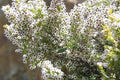 Brezo blanco - Erica arborea - El Nou Garden