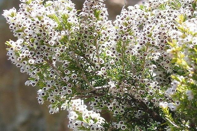 Brezo blanco - Erica arborea - El Nou Garden