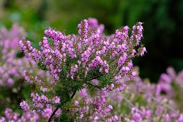 Brezo de invierno - Bruguera - Erica multiflora - El Nou Garden