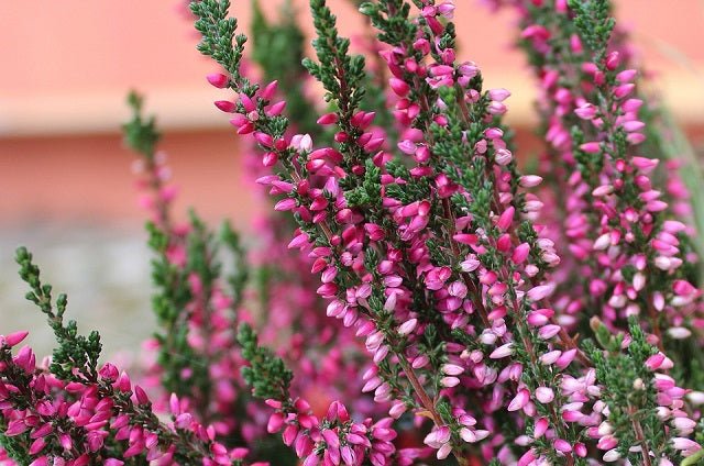 Brezo de primavera - Erica carnea - El Nou Garden