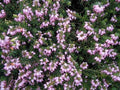 Brezo de primavera - Erica carnea - El Nou Garden