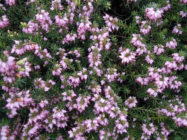 Brezo de primavera - Erica carnea - El Nou Garden