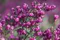 Brezo rosado - Erica darleyensis - El Nou Garden